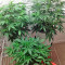Blue Amnesia XXL Autoflowering feminized seeds