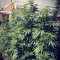 Cold Thunder (Sumo Seeds)
