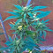 Diesel Seeds (Dinafem Seeds)