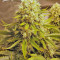 Killer Kush Auto (Sweet Seeds)