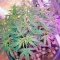 Nefertiti Seeds
