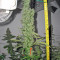 Smile feminized seeds