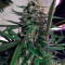Auto Cinderella Jack (Dutch Passion)