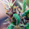 Auto Purple strain