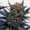 Blue Velvet feminized seeds