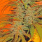 BubbleGummer (Female Seeds)