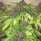 Crystal METH Auto Seeds