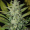 Graines de cannabis ICE (Female Seeds)
