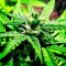 Northern Light x Big Bud (World of Seeds)