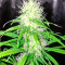 Shark Shock CBD Seeds