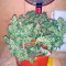 Graines de cannabis Wild Thailand Ryder Auto (World of Seeds)