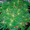 Deep Cheese Seeds
