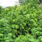 Easy Sativa (Female Seeds)