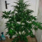 Graines de cannabis Sugar Black Rose (Delicious Seeds)