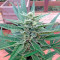 Graines de cannabis 00 Hashchis (00 Cheese)