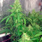 00 semi femminizzati Kush