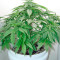 Afrodite cannabis strain