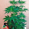 Auto California Kush feminized seeds