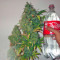 Californian Orange feminized seeds
