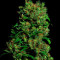 Graines de cannabis Critical VIP (VIP seeds)