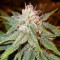 Graines de cannabis Kali & the Chocolate Factory (KFC Seeds)