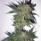 Graines de cannabis Magic Bud (Paradise Seeds)