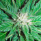 Graines de cannabis Roadrunner Autoflowering #2 (Dinafem Seeds)