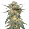 Royal Haze Automatic strain