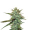 Graines de cannabis Sweet Haze regular (DNA Genetics)