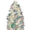 White Widow (Vision Seeds)