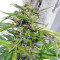 Speed Devil #2 Auto Seeds