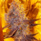White Caramel Cookie feminized seeds