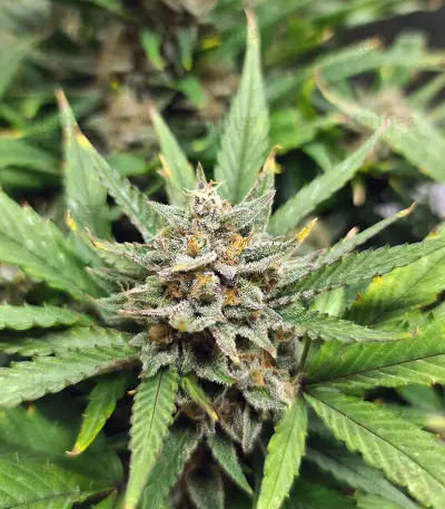 Original Auto AK Seeds