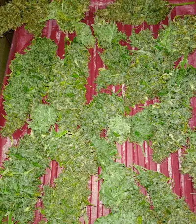 Blue Cheese Auto weed strain