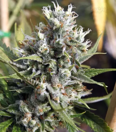 Amnesia Haze regular strain