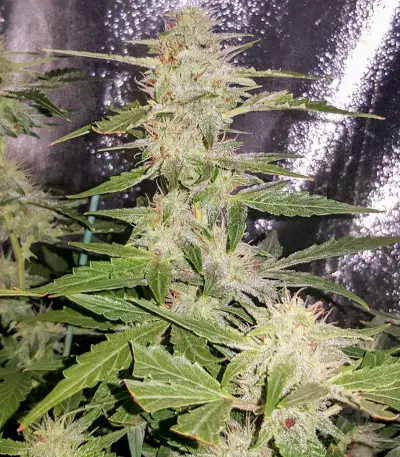 Semillas feminizadas Auto Blueberry
