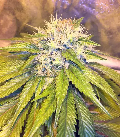 Bubble Bomb feminized seeds