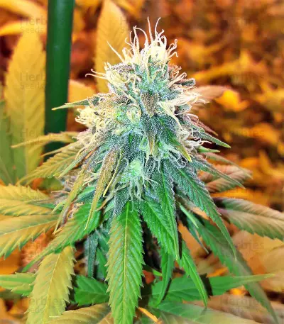Graines de cannabis Buzz Light Gear (Dr. Krippling Seeds)