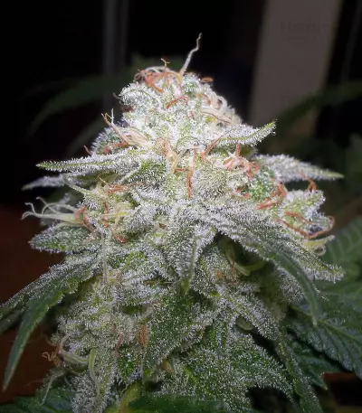Chocolope Kush feminized seeds
