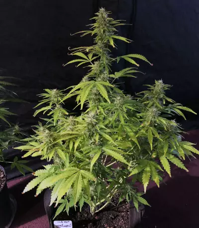 Dreamberry Seeds