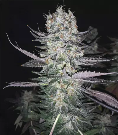 Gelato (BlimBurn Seeds)