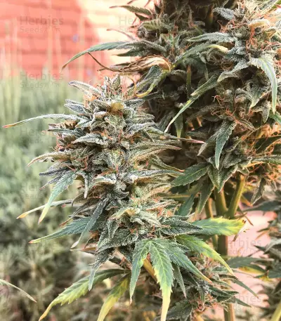 Semi femminizzati Auto Gigabud