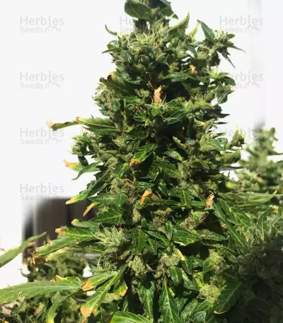 Semi femminizzati Gordomaster Kush