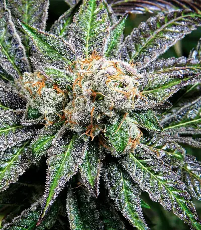 Grape Inferno Seeds
