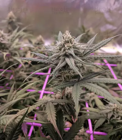 Headbanger Seeds