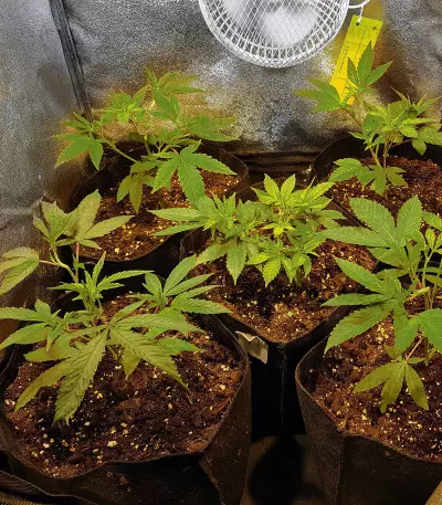 Headbanger Regular seeds