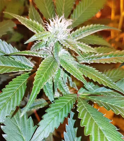 Josh D OG Seeds