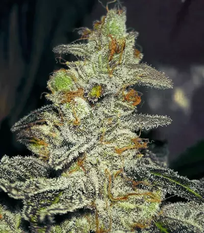 Josh D OG Seeds