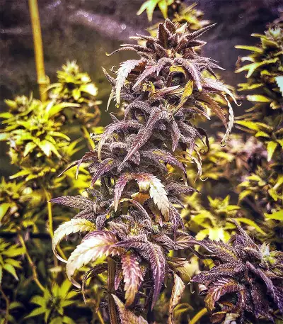 King's Banner Seeds