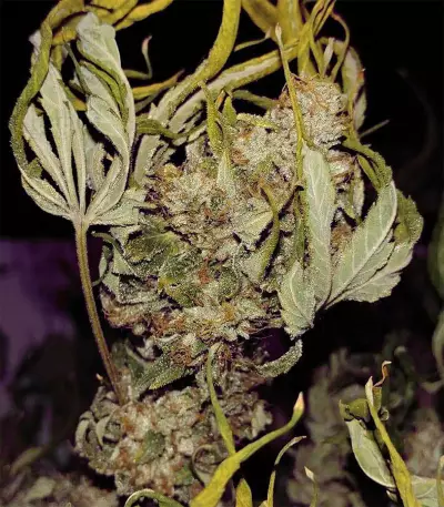 Kosher Sorbet (DNA Genetics)